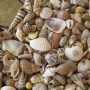 300+ INDIAN OCEAN MIX OF TINY SEA SHELLS -5/8" & Under - 1/3 Cup - Image 1
